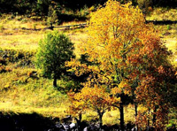 Ea2：海螺溝、香格里拉13日全線游