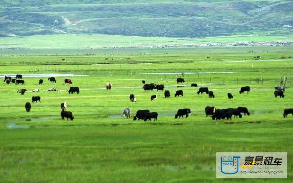 藏北牧場(chǎng).jpg
