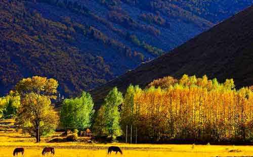 秋游正當時！成都租車旅游選哪一條？